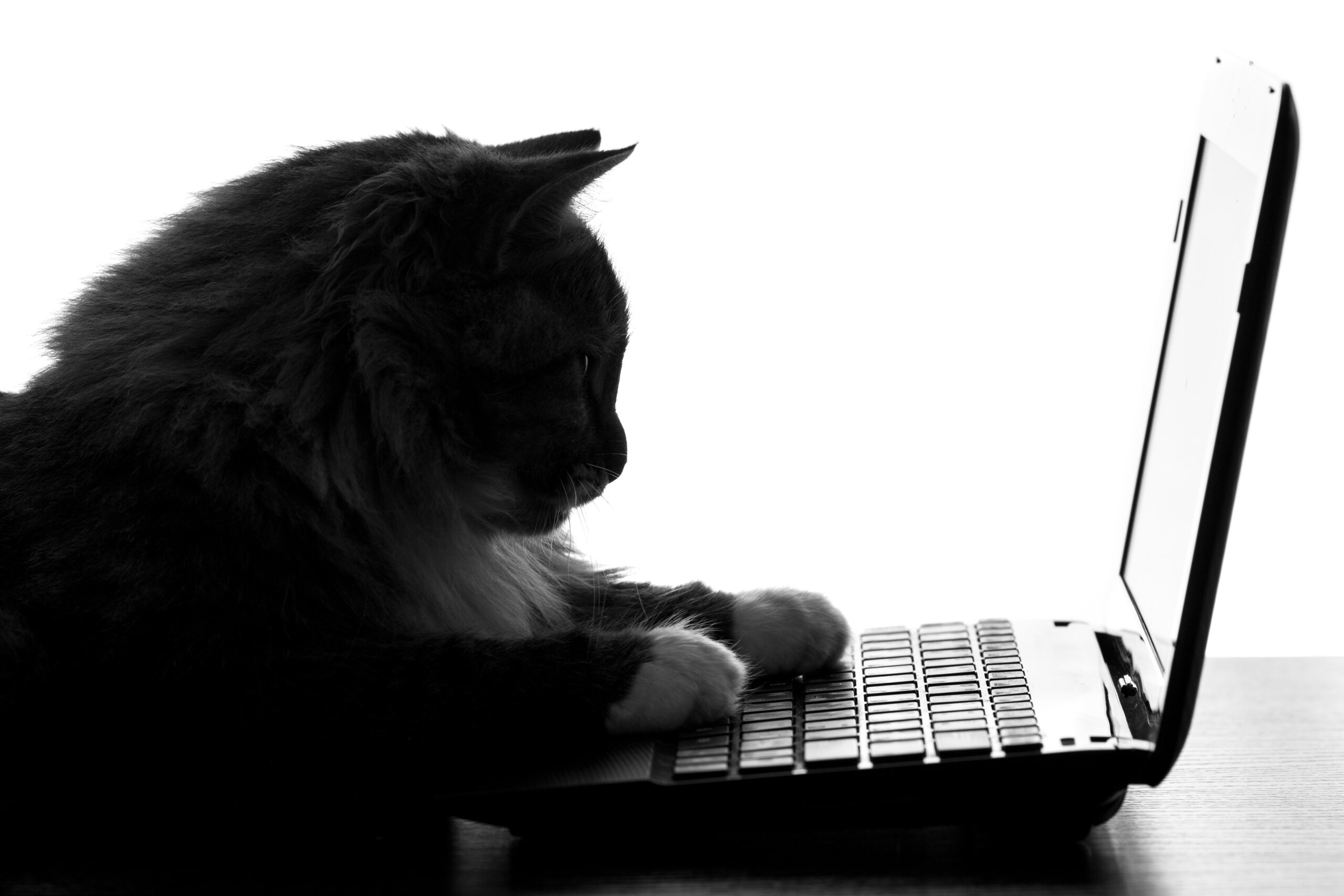 Computer Literate Kitty