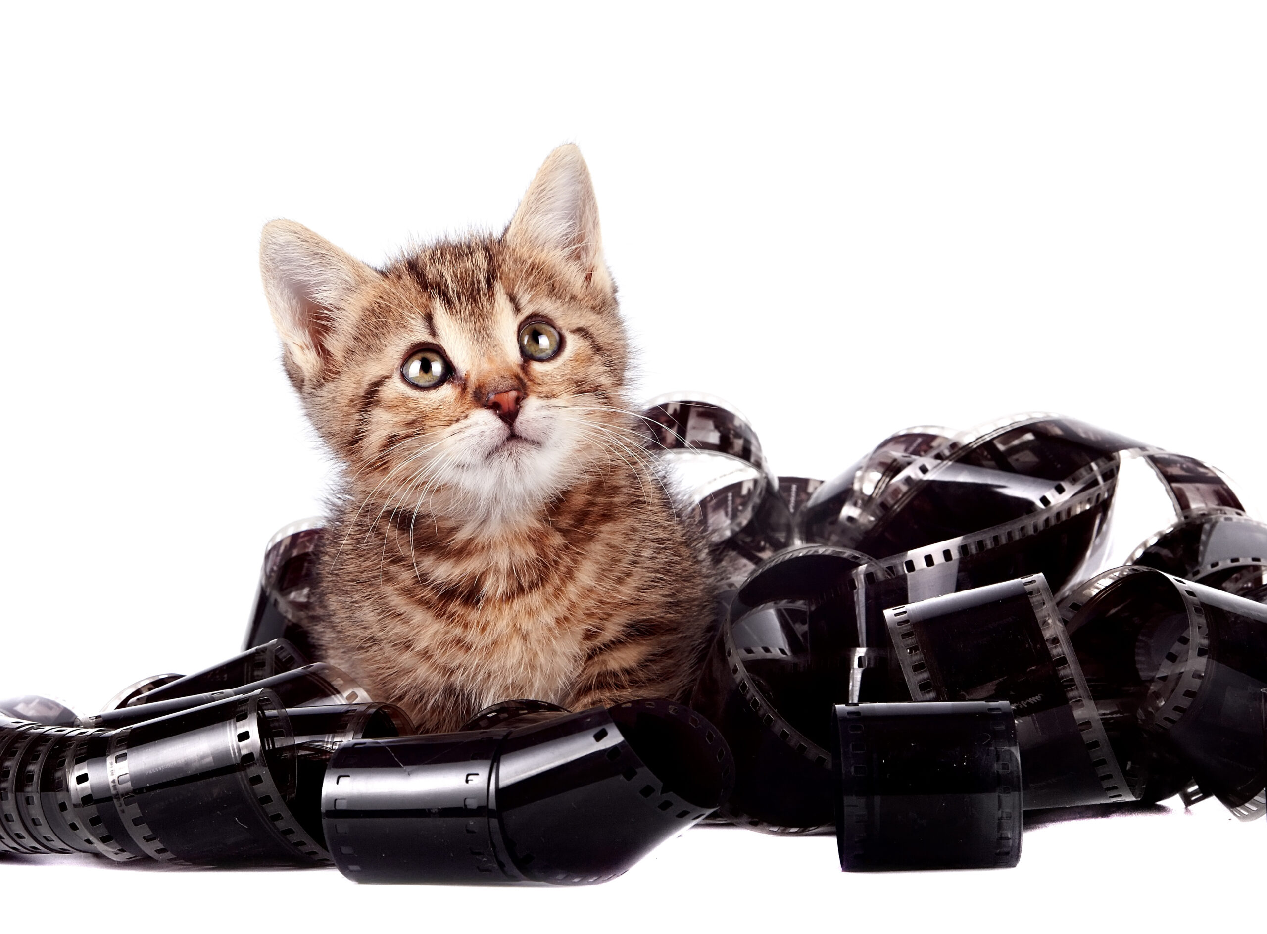 Lily’s Favorite Movie Cats